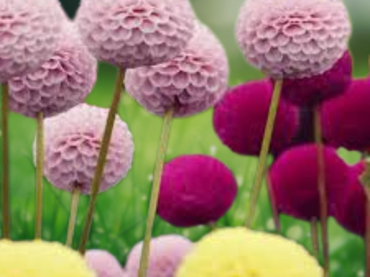 25 Pompom Dahlia Seeds - Perennial Flower Seeds for Planting