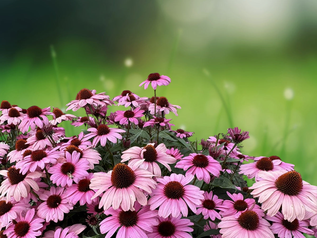 50 Purple Bravado Coneflower Seeds - Echinacea Perennial Flower