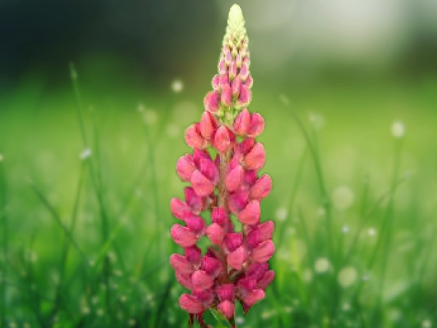 25 Seeds Tequila Flame Lupine Flowers Perennial Hardy
