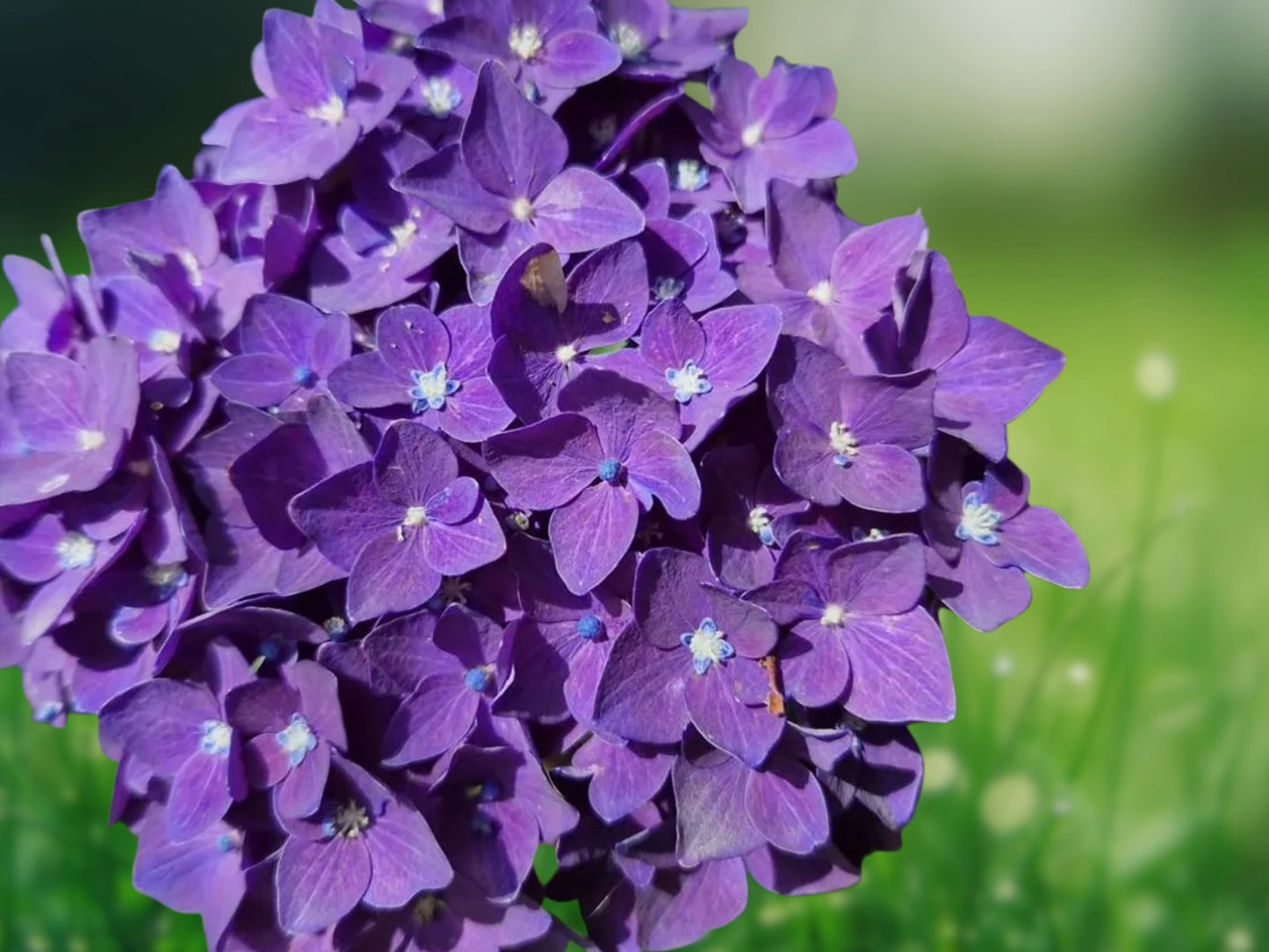 5 Seeds Purple Blue Hydrangea Perennial Hardy Flowering Shrub