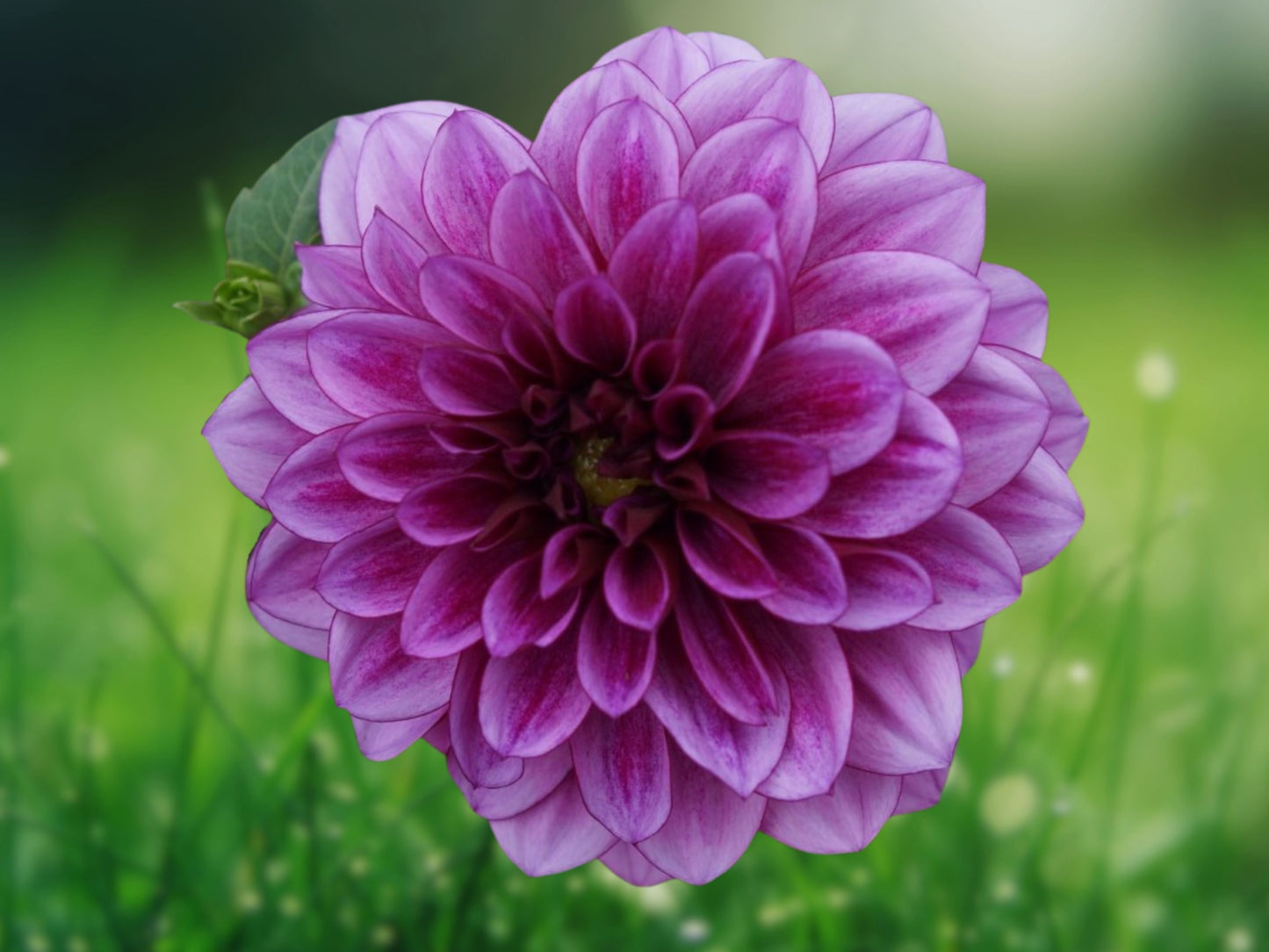 25 Seeds Dahlia Milano Perennial Flower Bloom Garden