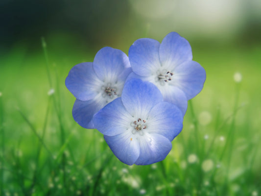 1000 Seeds Baby Blue Eyes Nemophila Menziesii Spring Wildflower Fast Shipping
