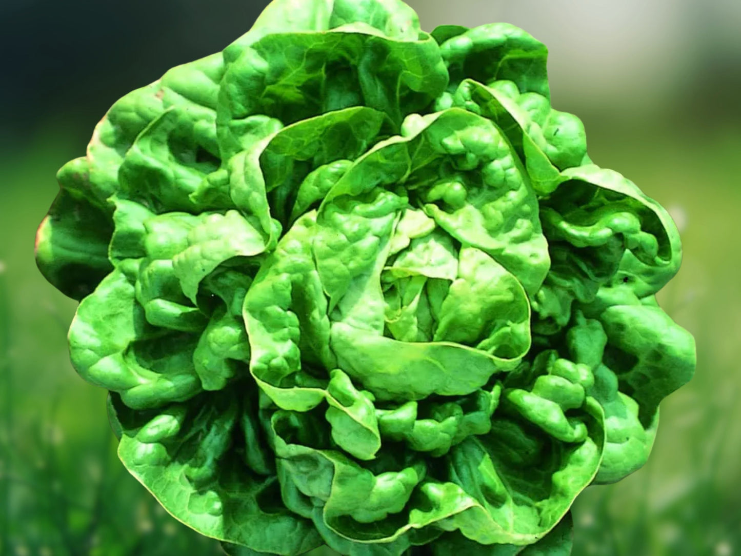 Buttercrunch Lettuce Seeds - High Yield Heirloom Non-GMO, Free Shipping Fast Shipping