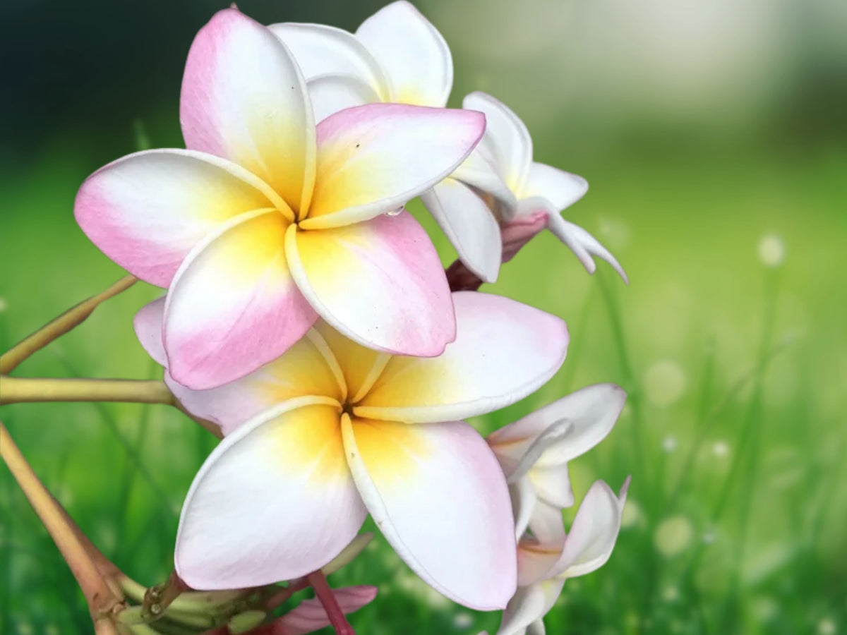 5 Plumeria Seeds - White Pink Yellow Flowering Perennial Plants