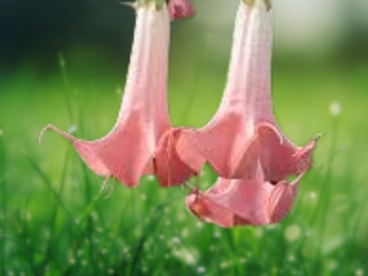 10 Seeds Salmon Angel Trumpet Brugmansia Fragrant Flower Plant
