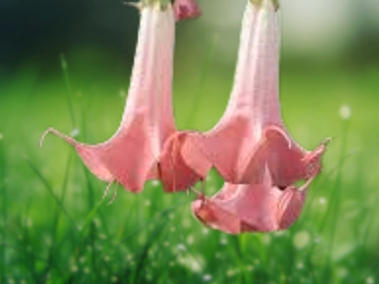 10 Seeds Salmon Angel Trumpet Brugmansia Fragrant Flower Plant
