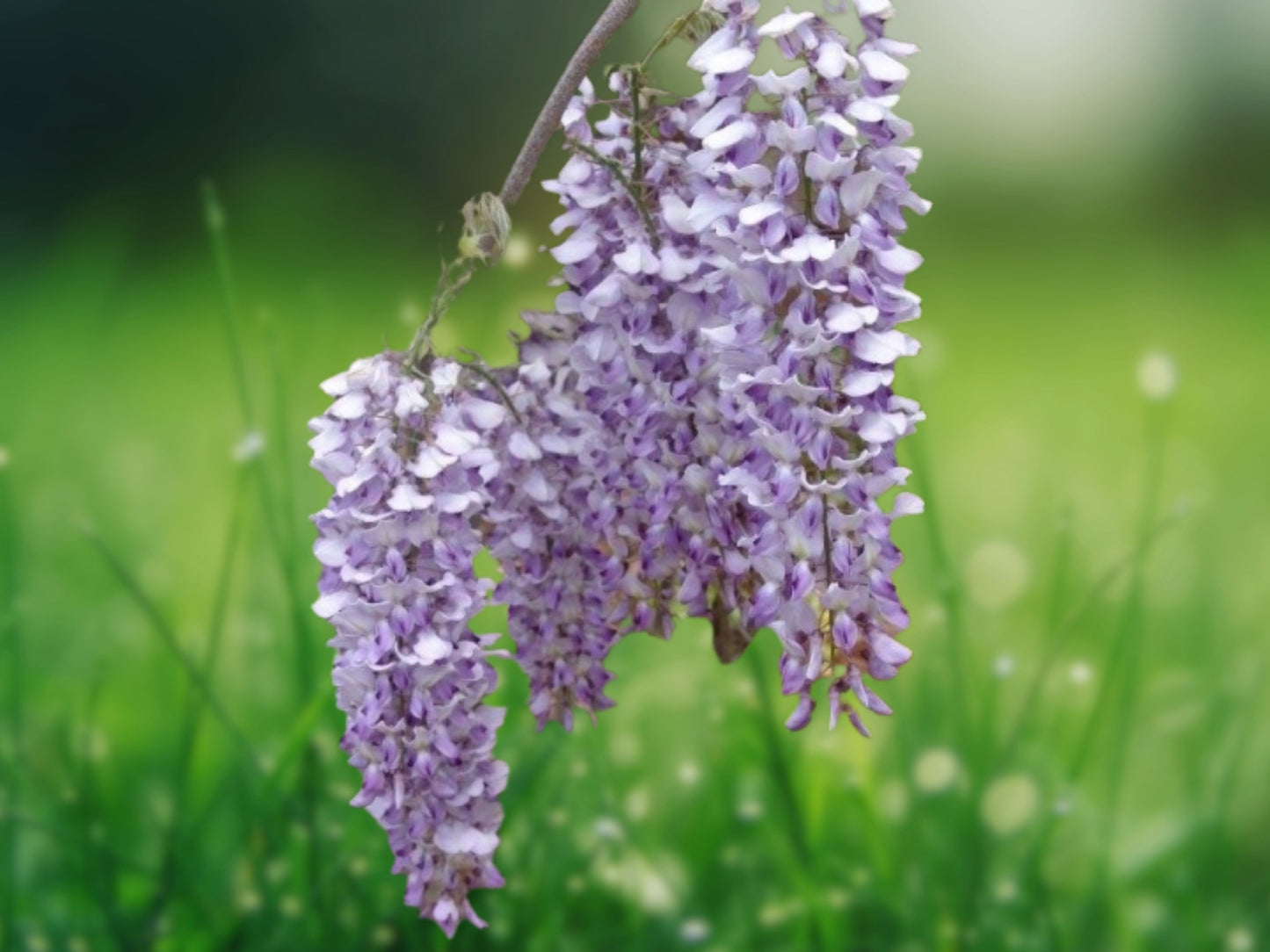 5 Seeds Chinese Wisteria Vine Fragrant Dark Purple Flower Climbing Perennial
