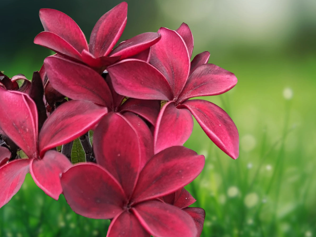 5 Deep Red Plumeria Seeds for Planting – Perennial Flower Seeds