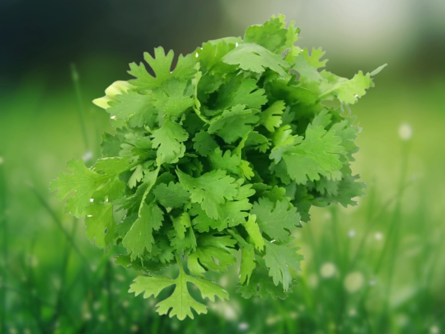 250 Cilantro Seeds (Split) | Coriander Seeds for Mexican & Asian Cuisine | Fast Growing Herb