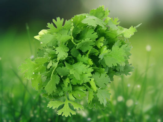 250 Cilantro Seeds (Split) | Coriander Seeds for Mexican & Asian Cuisine | Fast Growing Herb