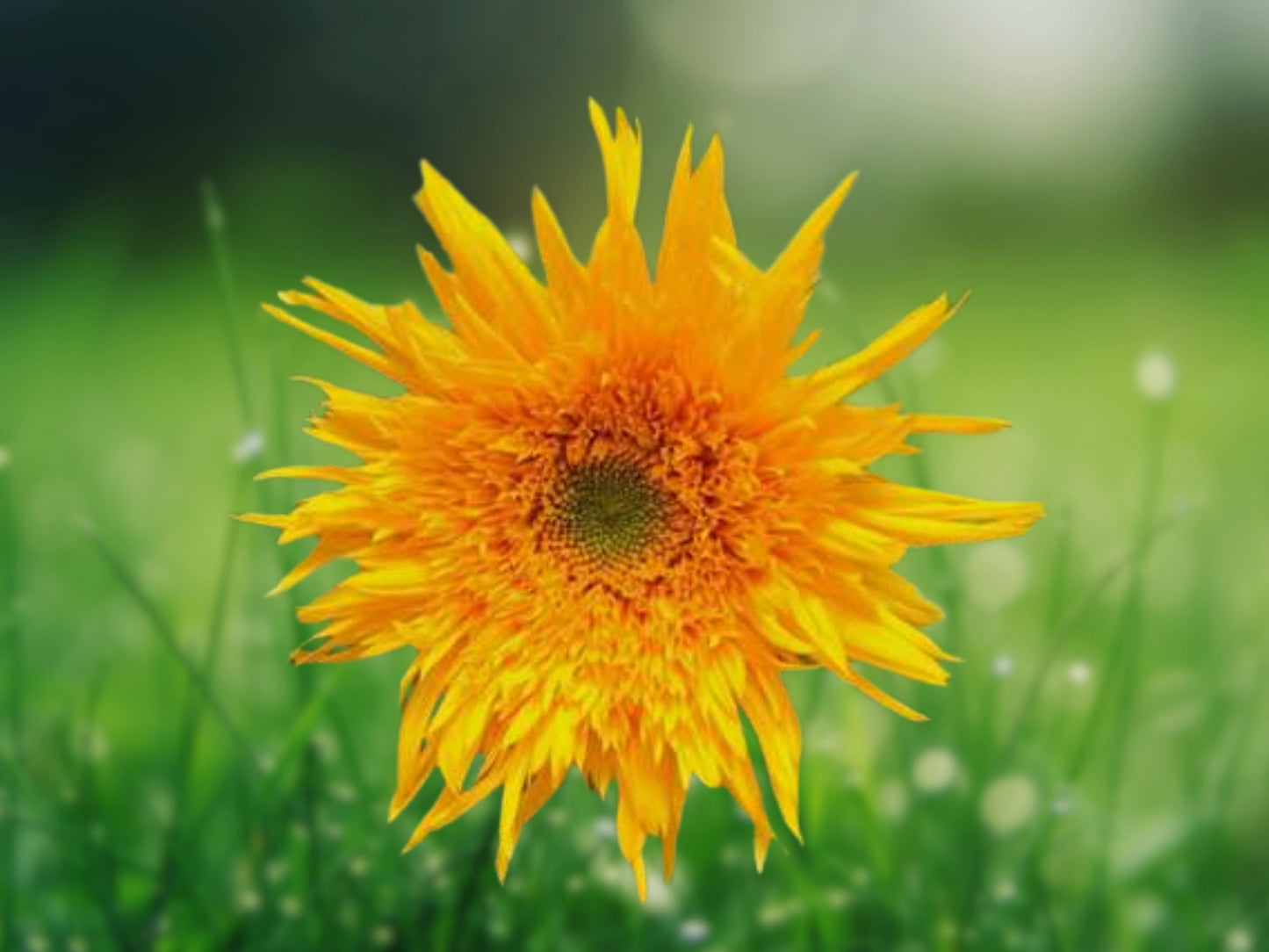 25 Double Quick Sunflower Seeds Fast Bloom Double Blooms, Annual for Sunny Gardens, Cut Flower