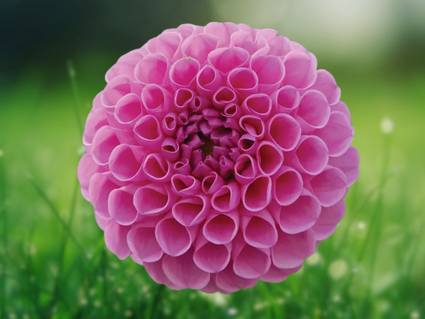 25 Seeds Dahlia Rocco Perennial Flowering Garden