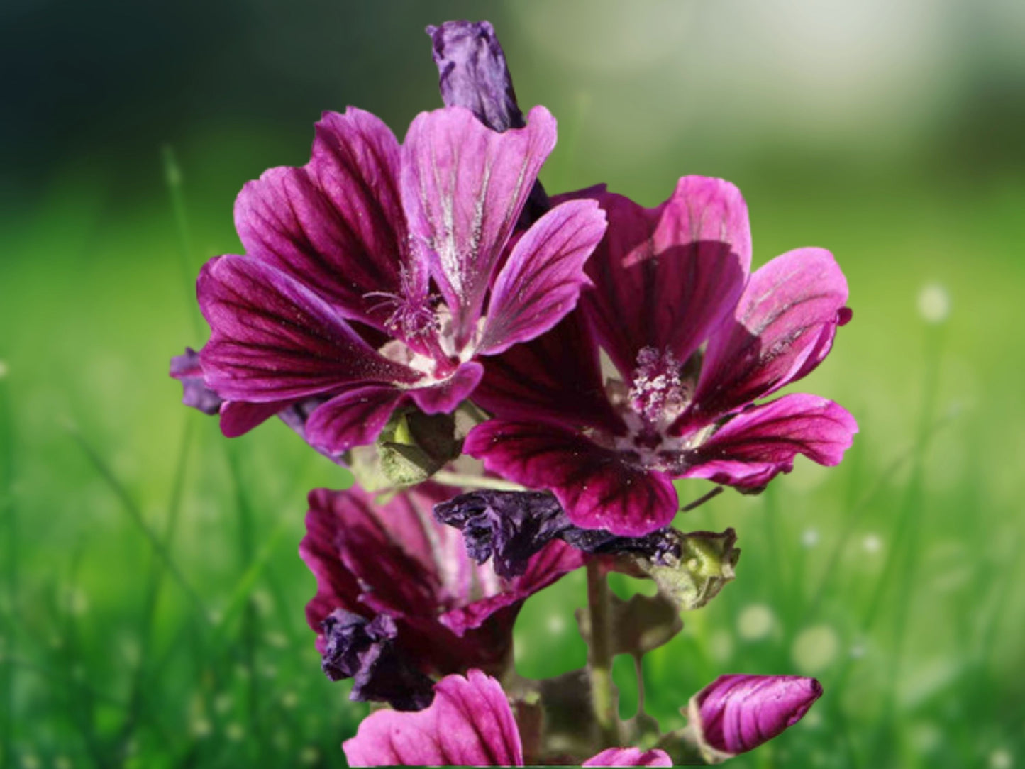 25 Seeds Merlin Purple Hollyhock Perennial Flower Tall Cottage Garden