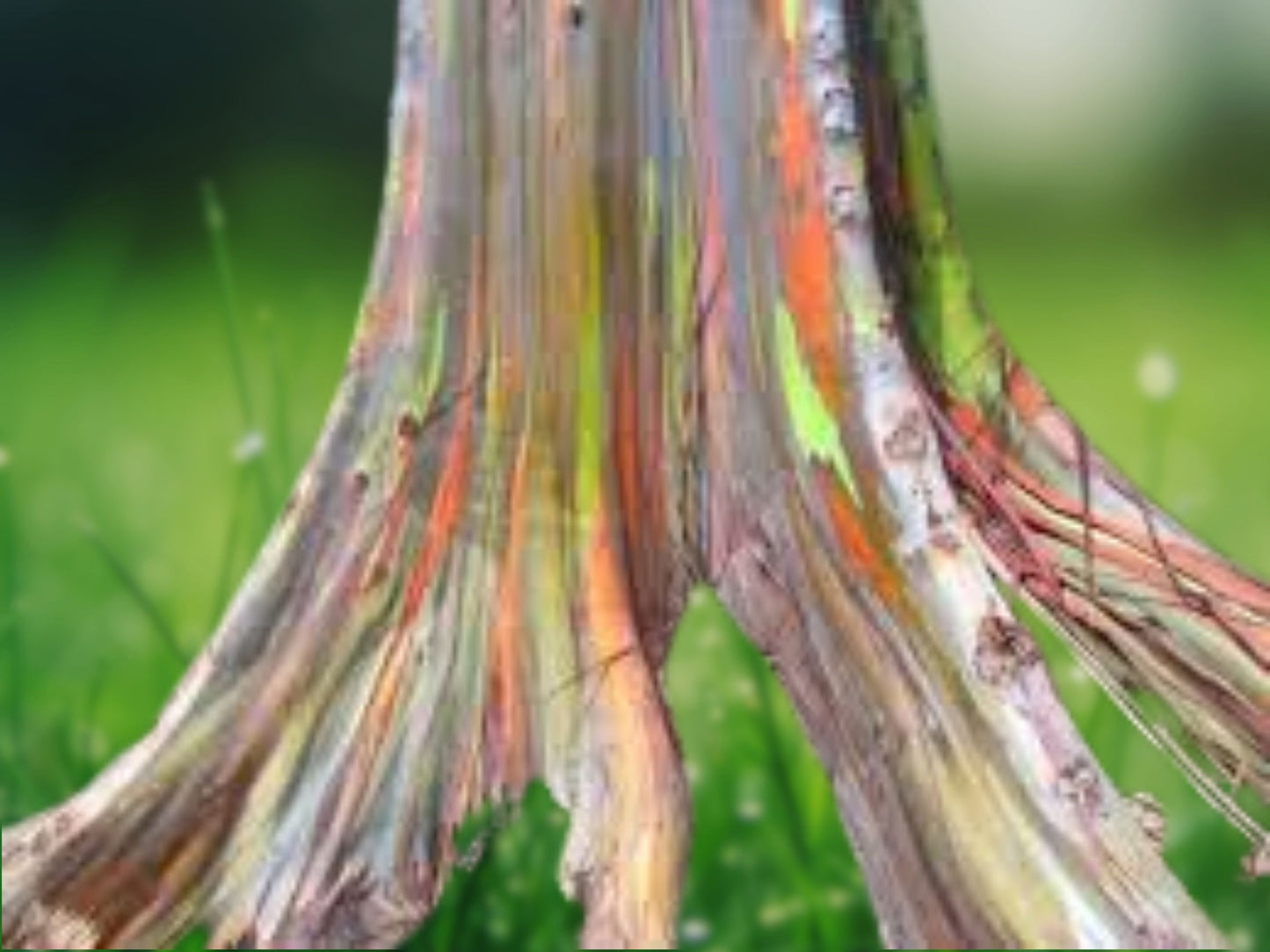 50 Mixed Gum Eucalyptus Seeds Tree Flower Perennial Flowers Seed US SELL