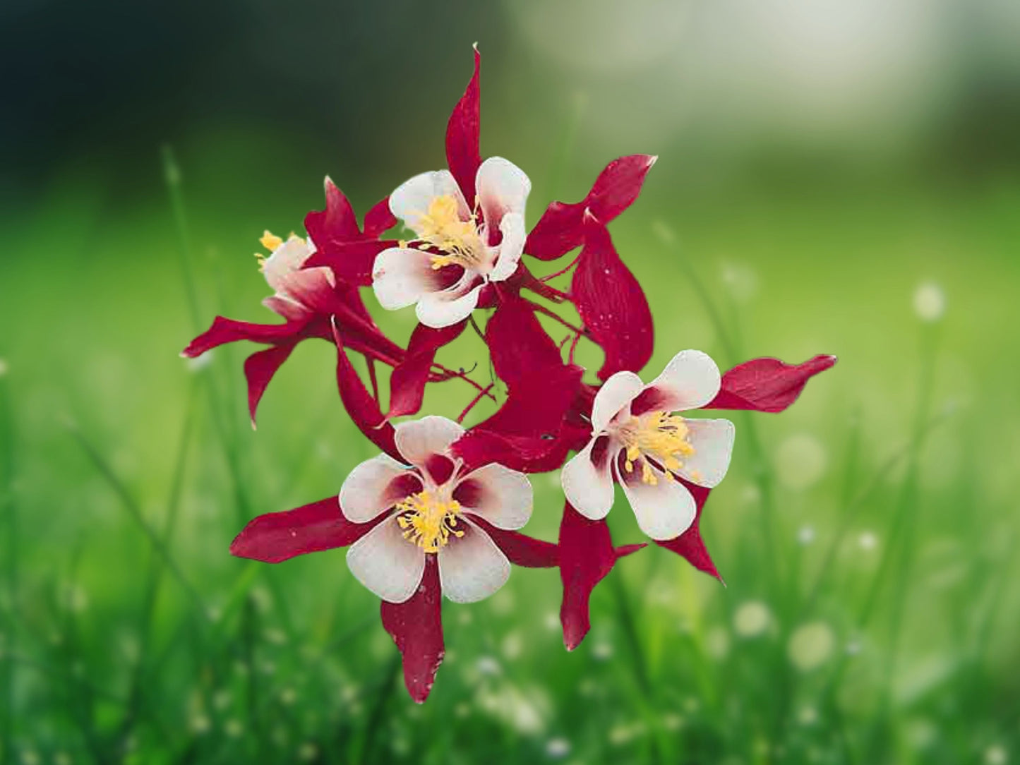20 Seeds Rare Columbine Aquilegia Spring Summer Flower Mix Perennial Garden