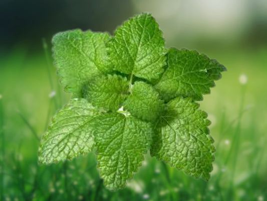 1500 Lemon Balm Seeds - Melissa Officinalis Perennial Herb Seeds for Tea, Cooking & Garden
