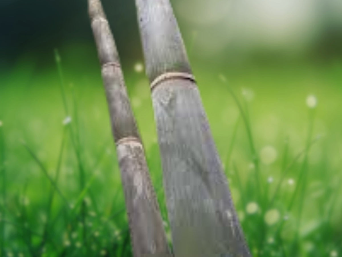 50 California Giant Bamboo Seeds – Clumping Privacy Screen & Shade Plant