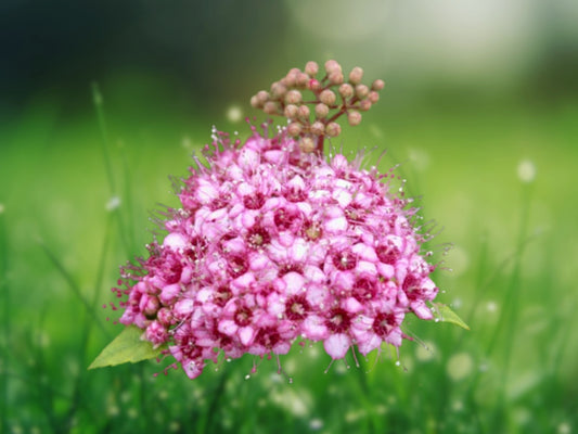 100 Dwarf Pink Spiraea Seeds Perennial Shrub Flowering Bloom Seed