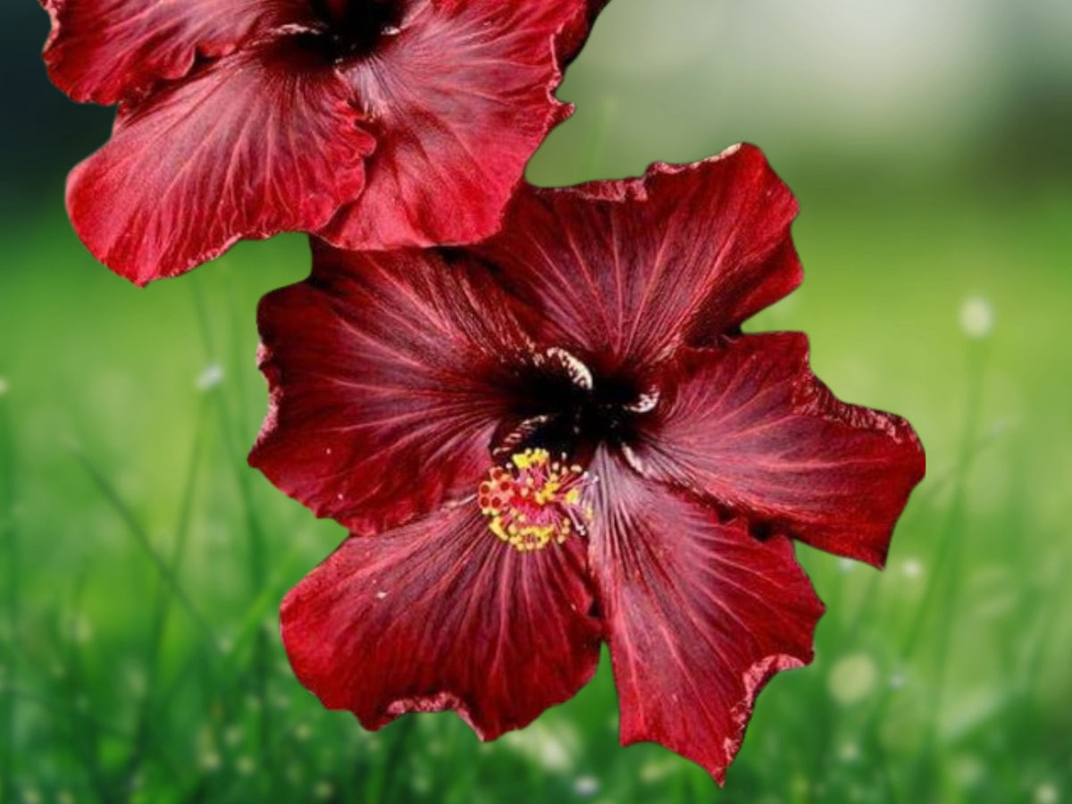 20 Dark Red Hibiscus Seeds - Perennial Flower Seeds for Planting