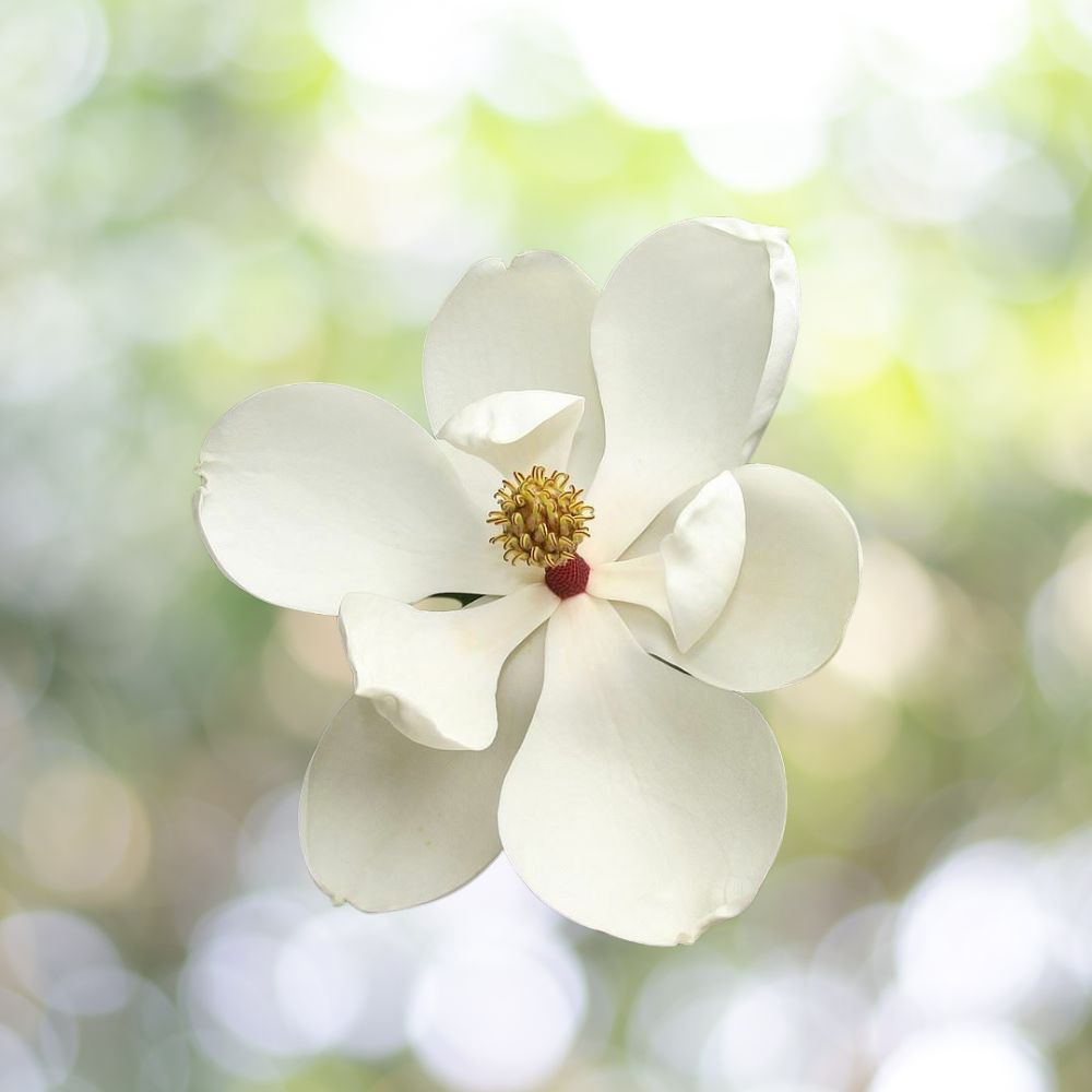 Magnolia Grandiflora - Southern Magnolia Tree, 1 Live Plant (6-8 in Tall) in 2.5x2.5x3.5 in Cup