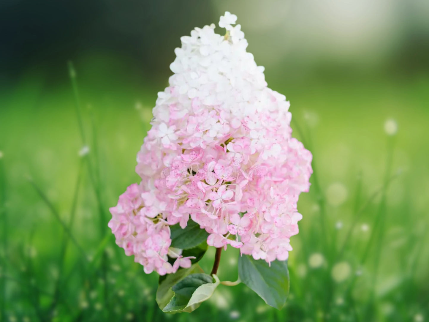 5 Light Strawberry Hydrangea Seeds | Rare Perennial Flower | Hydrangea macrophylla | Shade Loving