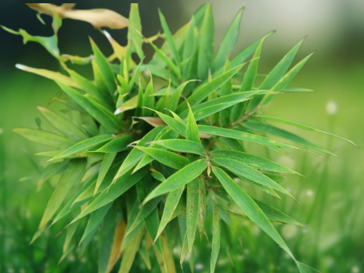 50 Fernleaf Bamboo Seeds - Clumping Privacy Screen for Shade Gardens