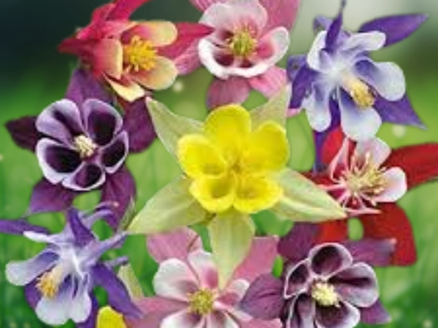 50 Harlequin Columbine Seeds Flower Perennial Flowers Seed Bloom 148 US SELLER