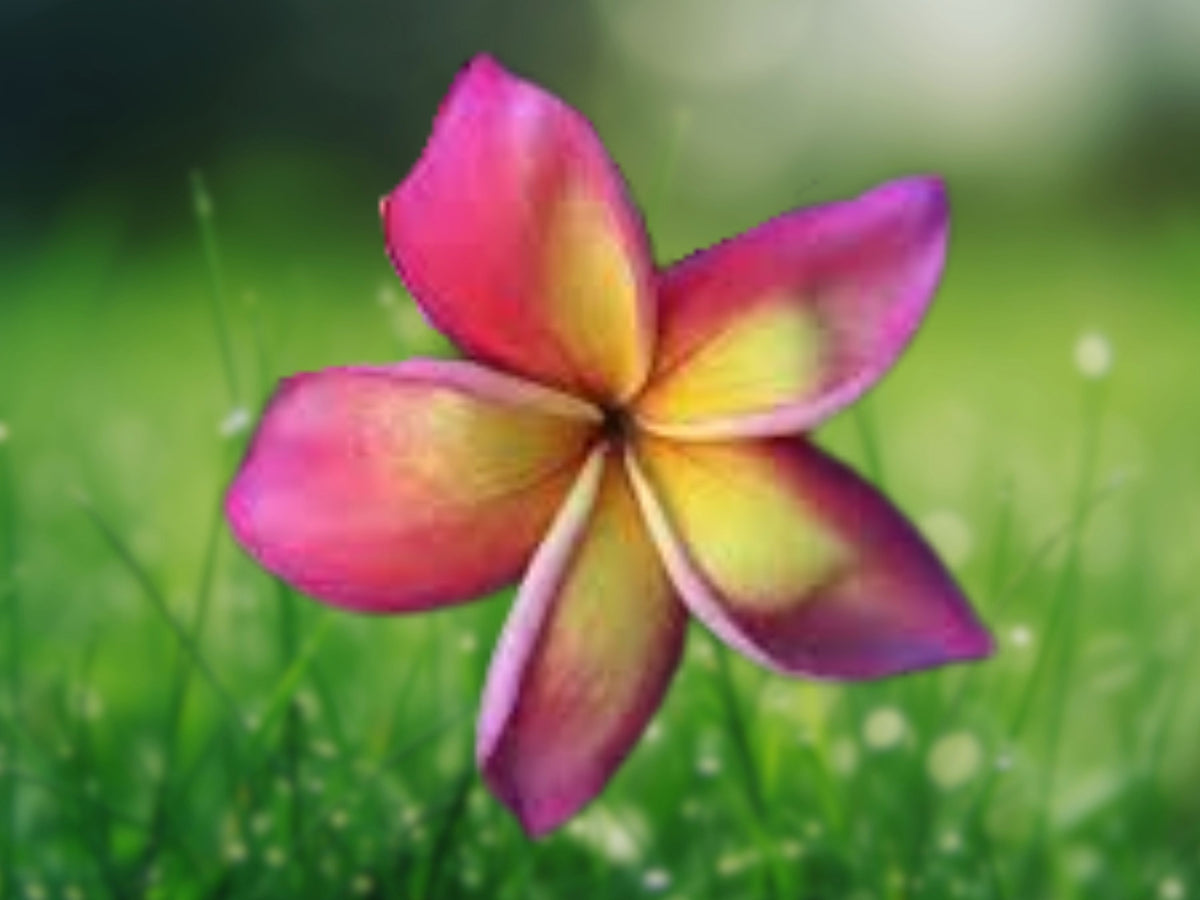 5 Plumeria Seeds - Bright Pink Yellow Orange Flowering Perennial Plants