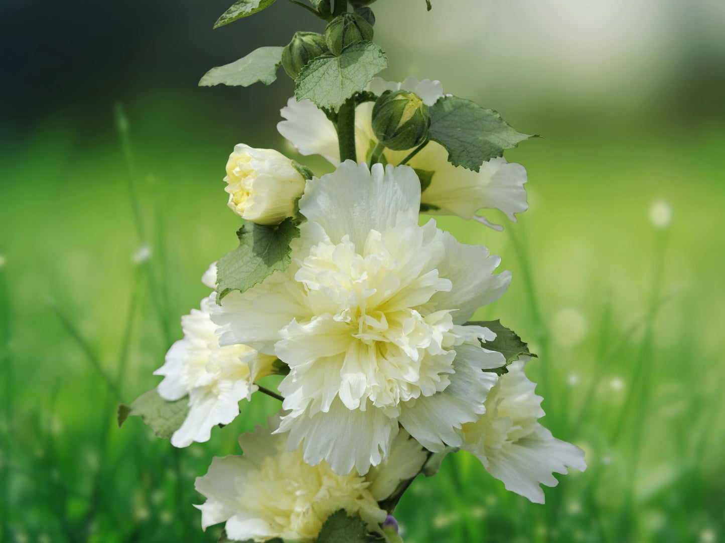 25 Seeds Hollyhock Double Yellow White Perennial Flower