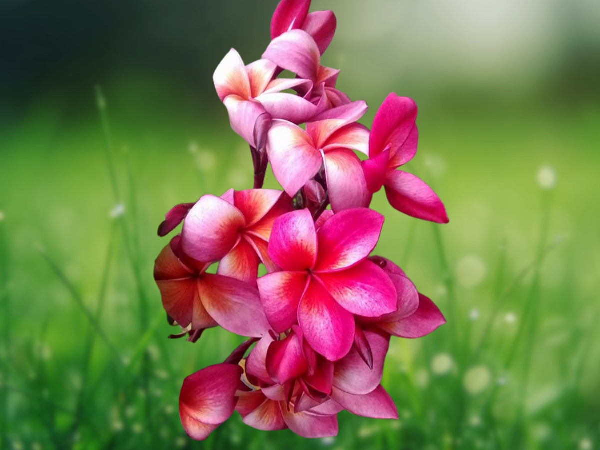 5 Pink Purple Plumeria Seeds - Perennial Flower Seeds for Planting