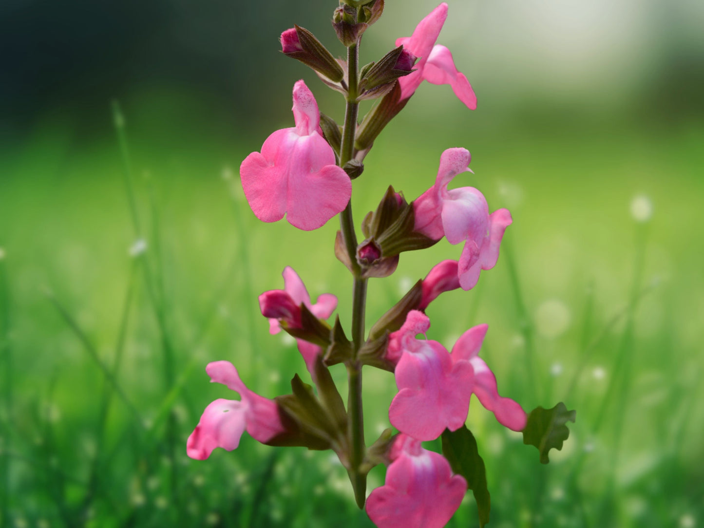 50 Pink Salvia Seeds Flower Perennial Hummingbird Attractor Easy Grow