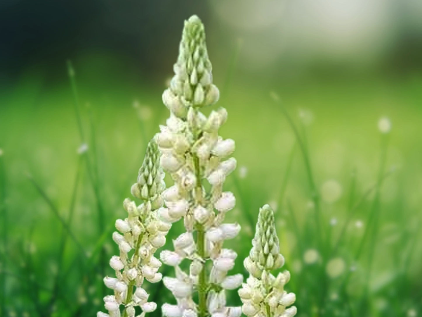 25 Seeds Noble Maiden Lupine Flower Perennial Hardy