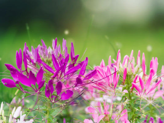 100 Purple Pink White Cleome Spinosa Spider Flower Seeds Annual Perennial