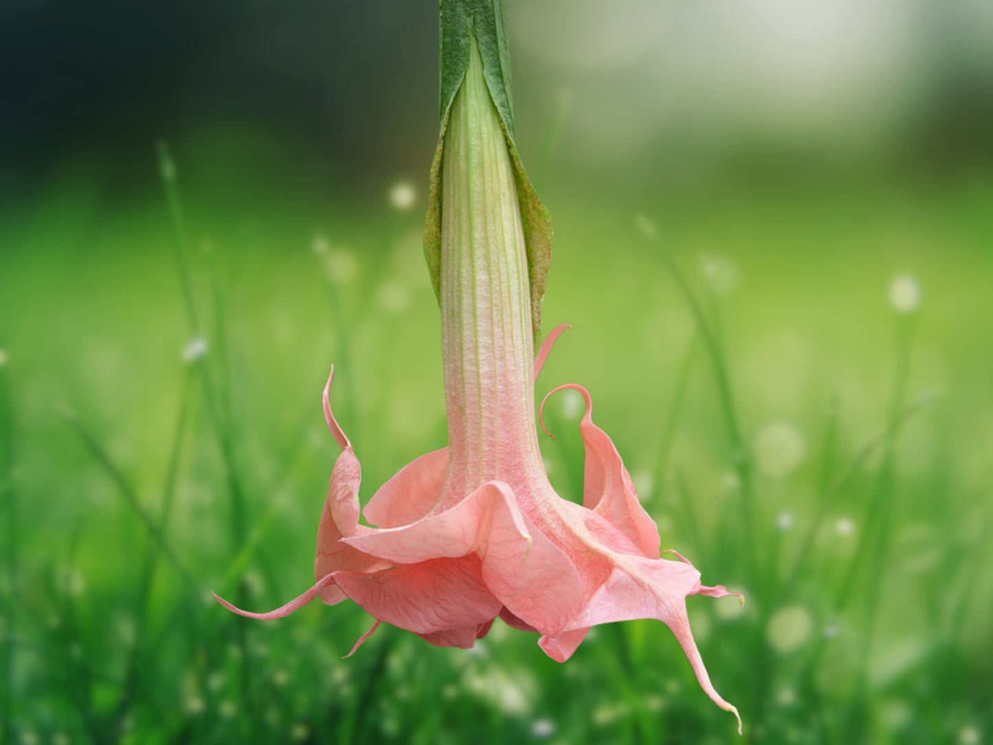 10 Seeds Angel Trumpet Brugmansia Evelyn Rose Pink Fragrant