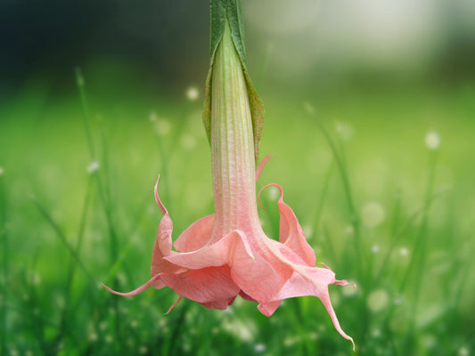 10 Seeds Angel Trumpet Brugmansia Evelyn Rose Pink Fragrant