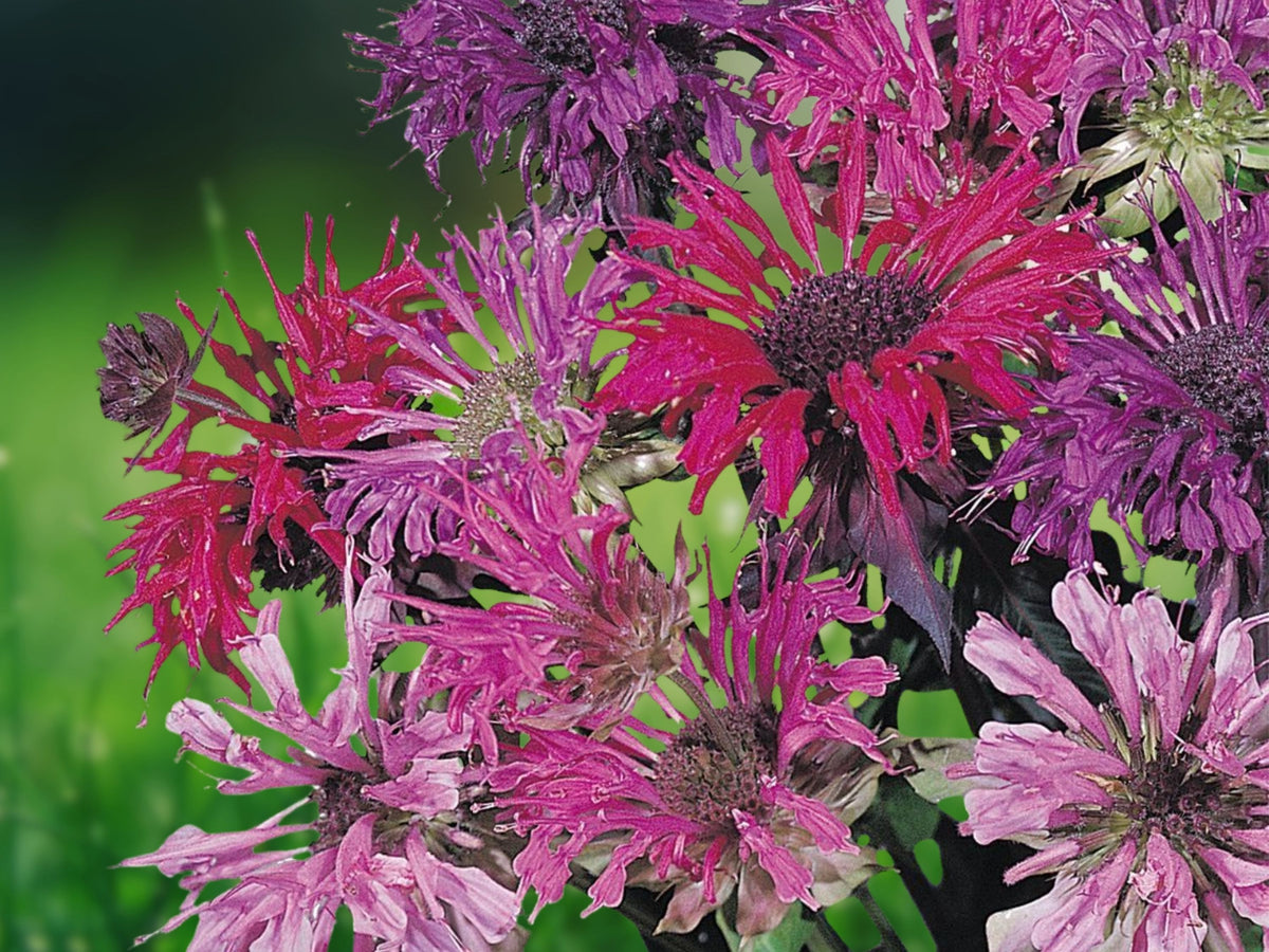 100 Sugar Buzz Bee Balm Seeds - Monarda Flower Seeds for Planting