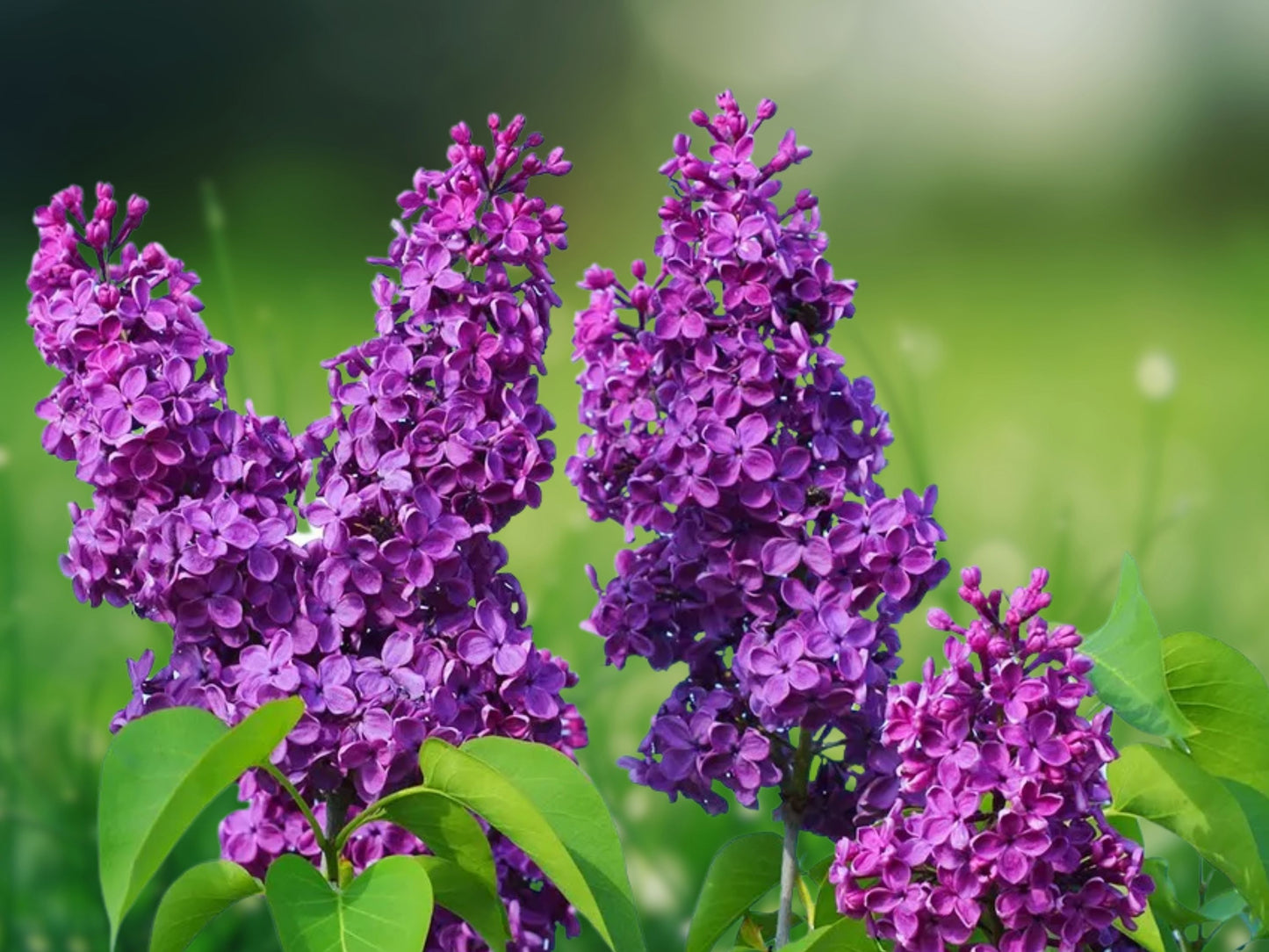 25 Seeds Charles Joy Lilac Fragrant Perennial Flowering Shrub