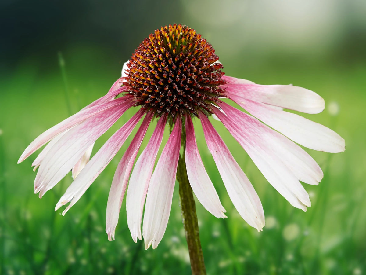 50 Pretty Parasols Coneflower Seeds - Echinacea Perennial Flower Seeds