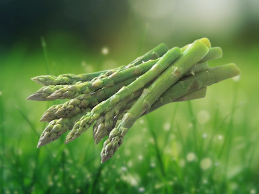 150 Asparagus Seeds Heirloom Perennial Vegetable Garden Seeds Non-GMO