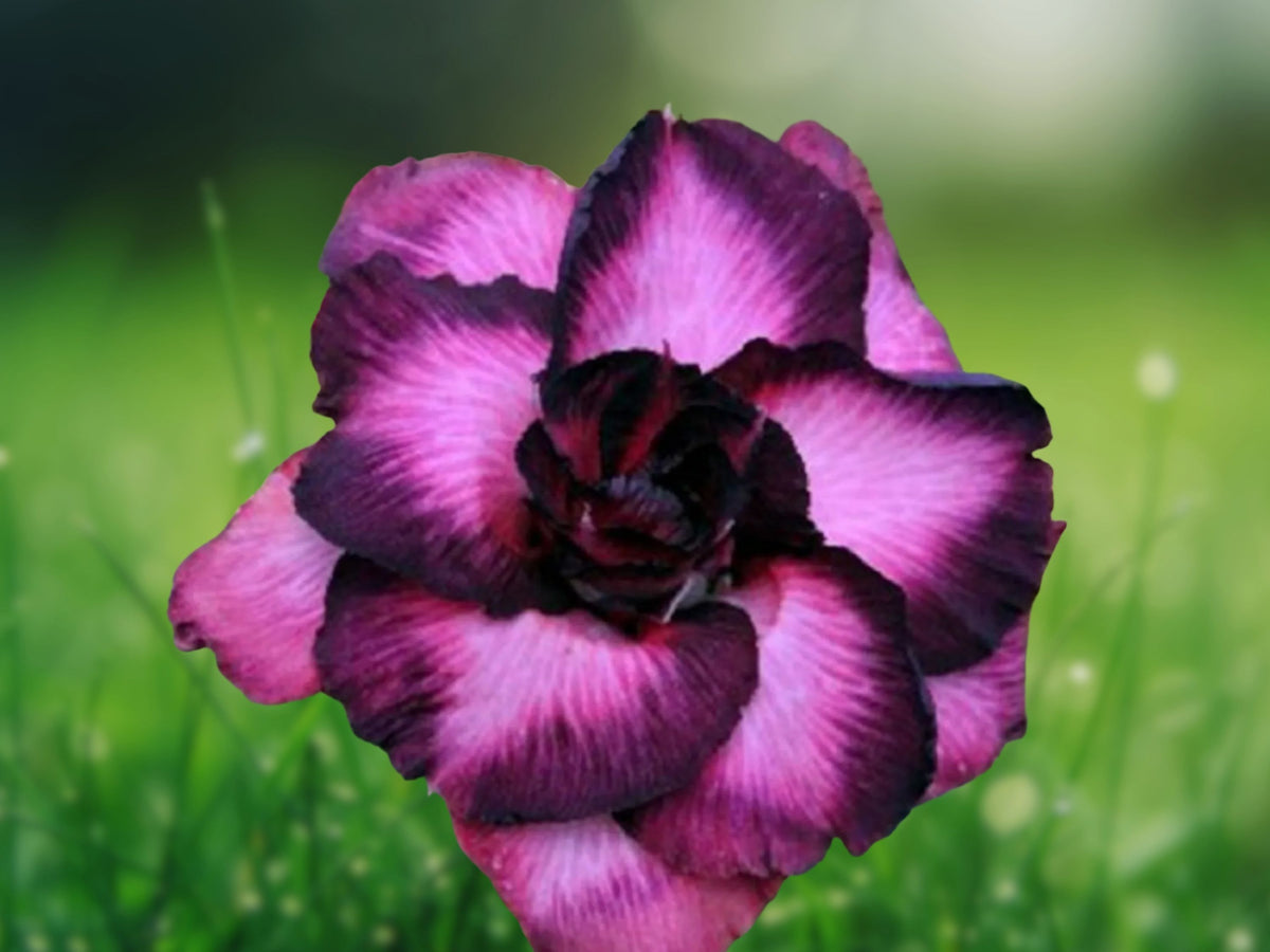4 Purple Black Desert Rose Seeds - Adenium Flower Perennial