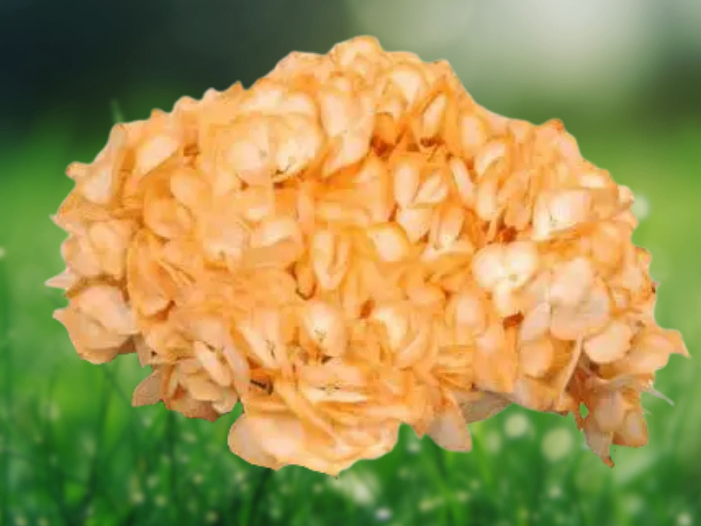 5 Yellow Hydrangea Seeds - Perennial Hardy Flowering Bush