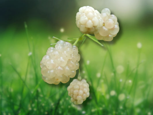 White Blackberry 'Snowbank' Plant - Very Sweet Berries - Fast Shipping