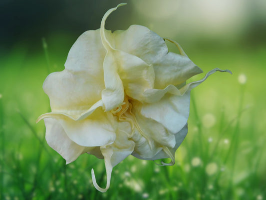 10 Seeds Double Lemon Rose Angel Trumpet Brugmansia Datura Fragrant Flowers