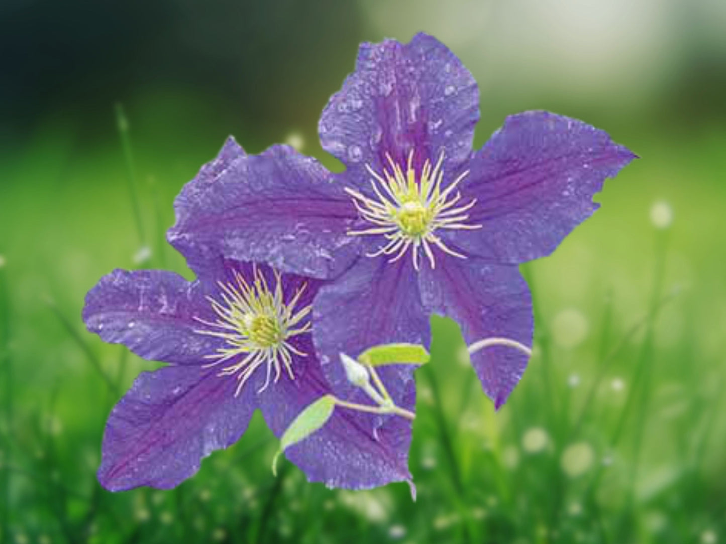 20 Blue Downy Clematis macropetala Seeds - Hardy Climbing Vine Flower Perennial Plant