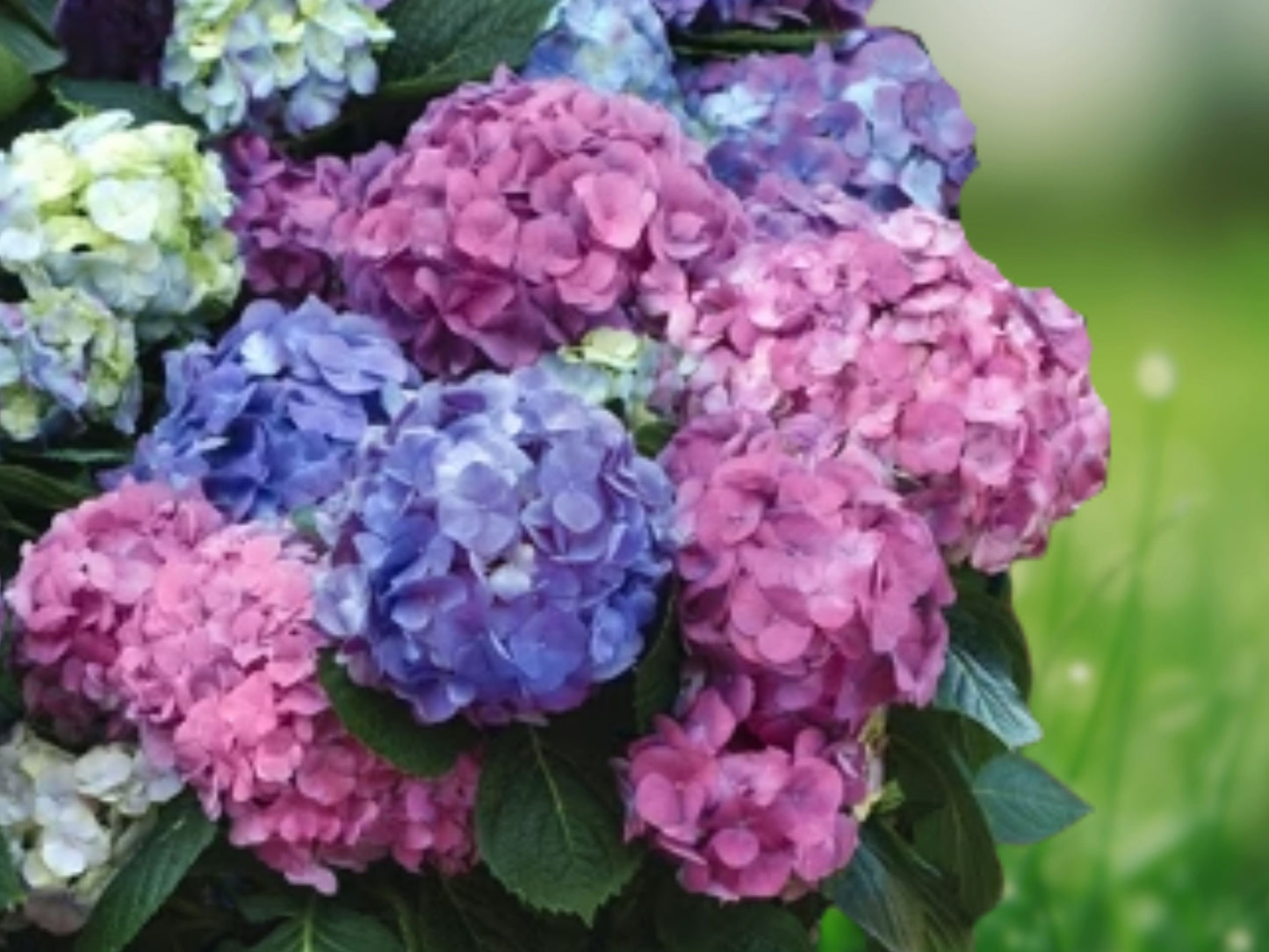 5 Seeds LA Dreaming Hydrangea Perennial Flowering Shrub Garden Plant Blue Pink Blooms