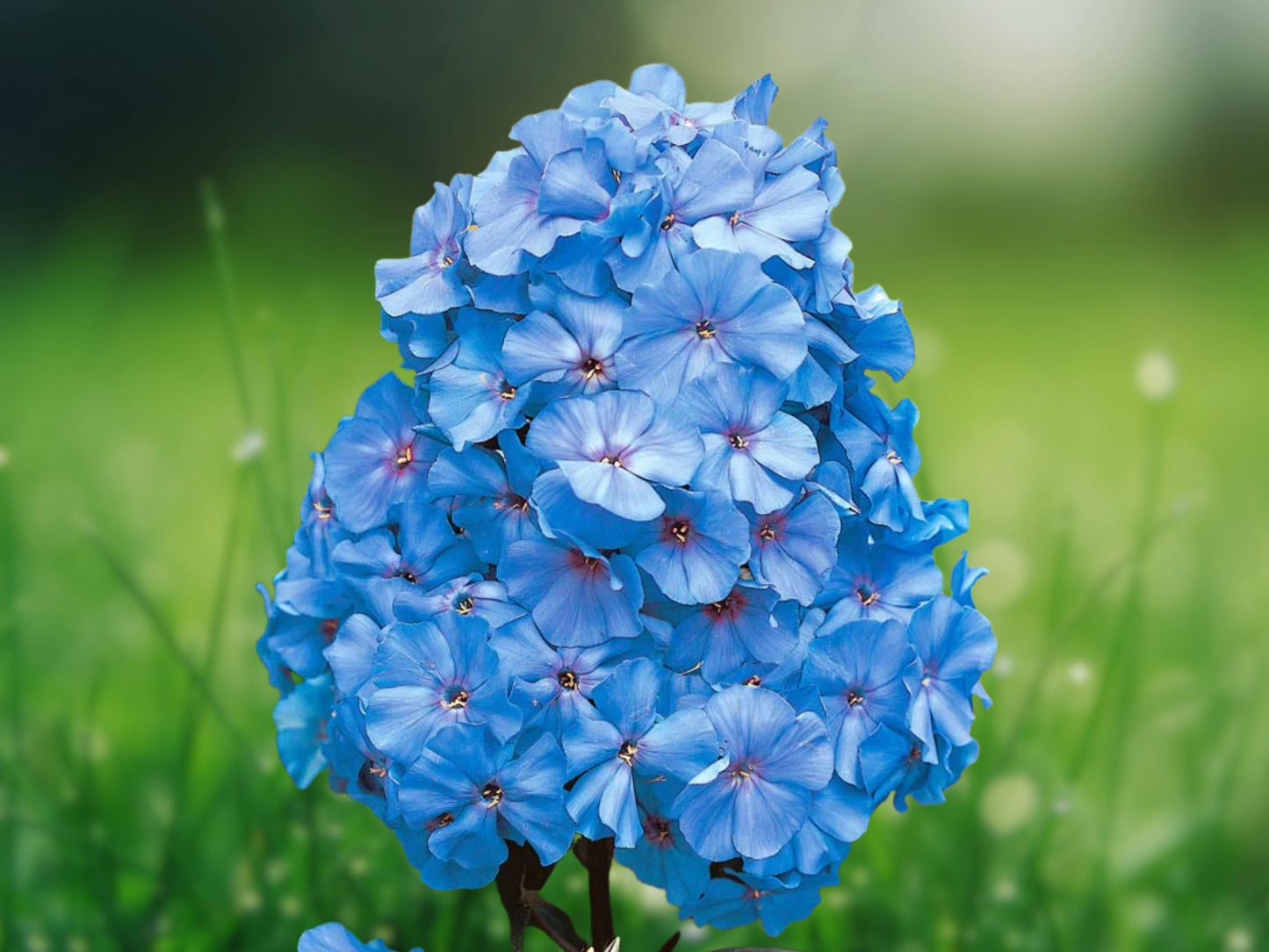 50 Light Blue Phlox Seeds - Perennial Flower Bloom Attracts Butterflies