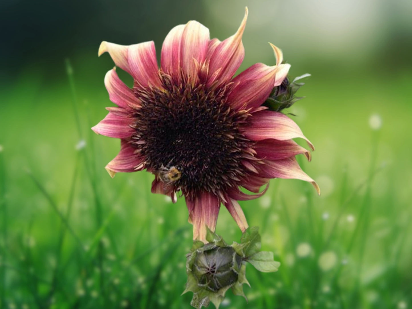 25 Double Dandy Sunflower Seeds Dwarf Double Blooms, Easy Perennial, Pollinator Friendly, Garden Sunflower