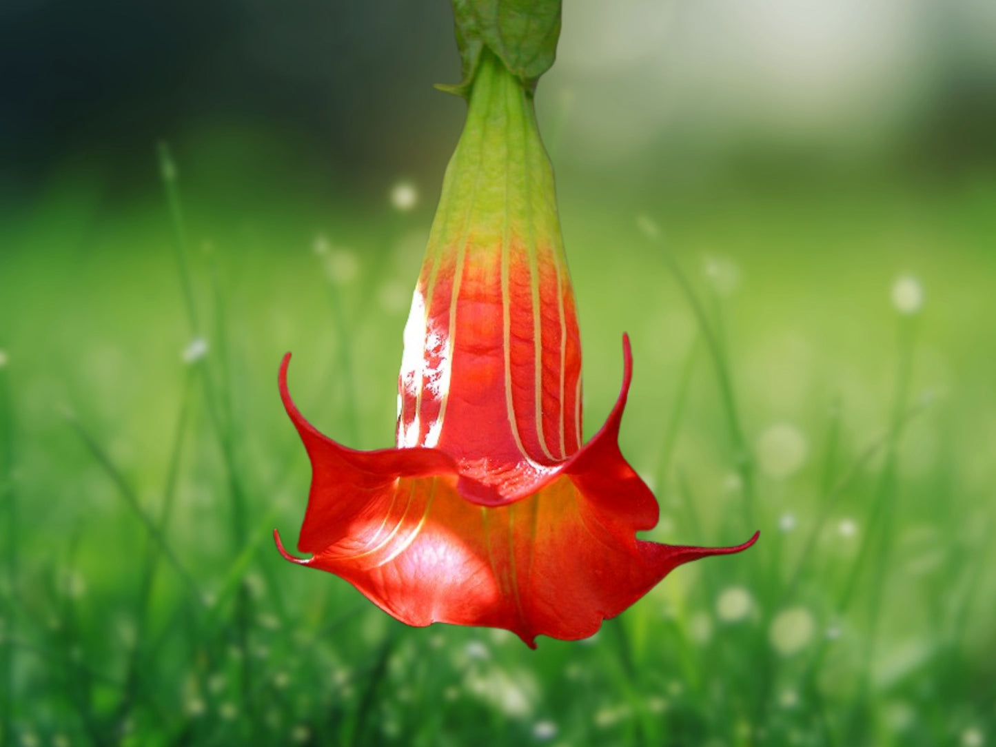 10 Seeds Brugmansia Red Angel Trumpet Fragrant Flowering Shrub