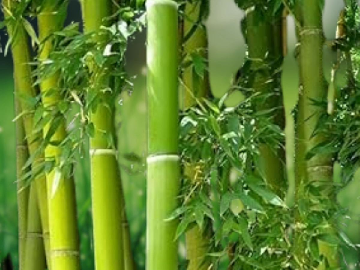 50 Giant Moso Bamboo Seeds – Privacy Screen, Clumping Shade Plant