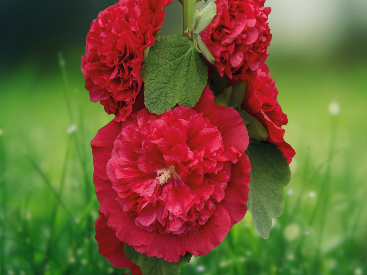 25 Seeds Double Scarlet Hollyhock, Alcea rosea, Perennial Tall Blooming Flower